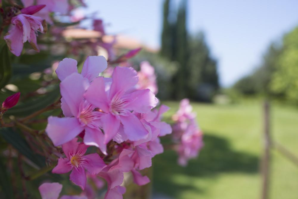 Agriturismo Le Vallette Bibbona Zewnętrze zdjęcie